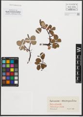 Foto von Salix reticulata L.